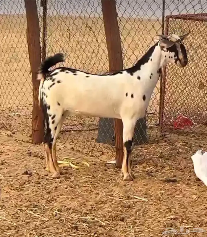 جفرة بيشية مرخا فاخرة للبيع 0