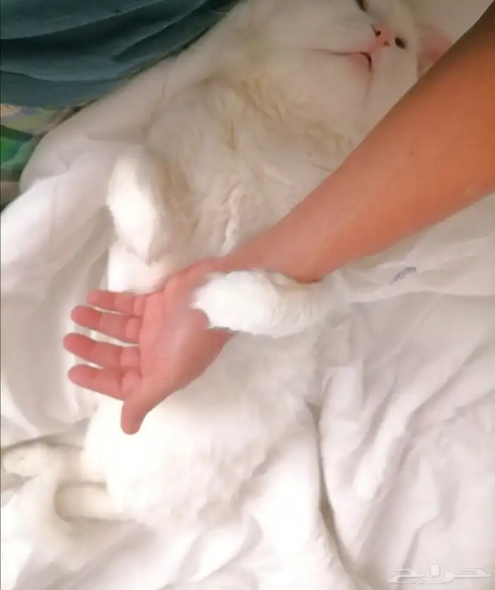 السلام عليكم.. قط شيرازي تربية منزل.. معقم ونظيف.. ودود جدا 3