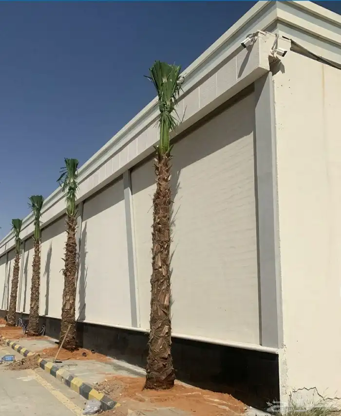 نخل واشنطني نخل عربي مثمر اشجار زيتون 13