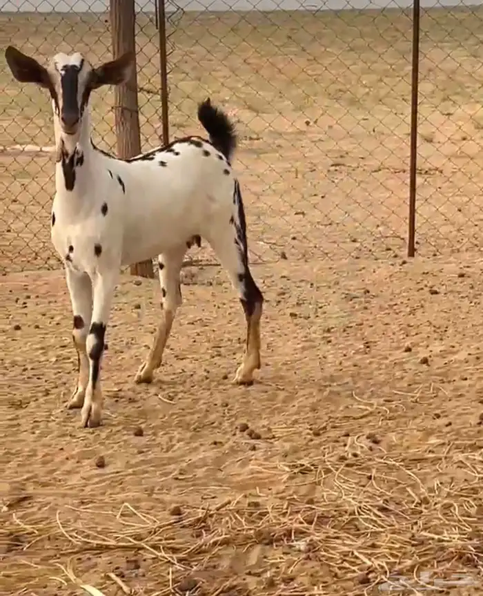 جفرة بيشية مرخا فاخرة للبيع 2