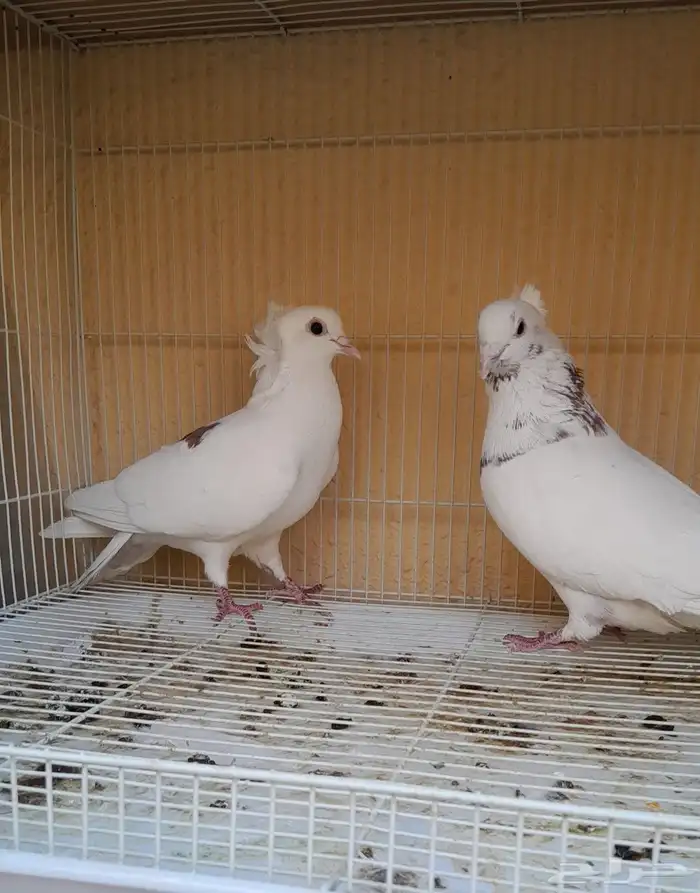 قطايف قلاب 1