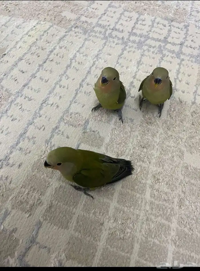 عصافير روز بسعر الجمله يوجد كميات 0