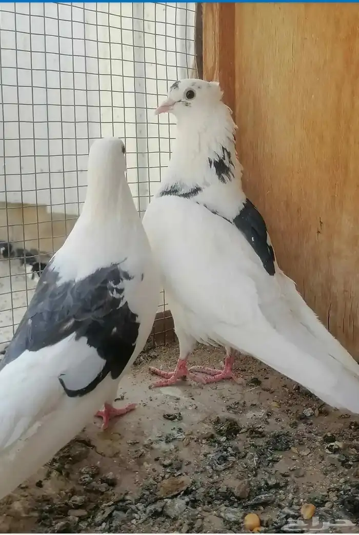 اربعه ازواج للبيع قطايف 0