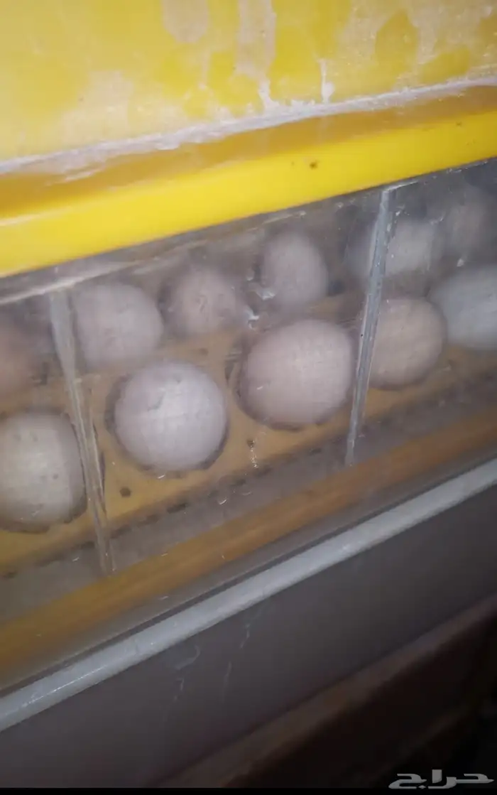 دجاج فيومي المنيوم بياض واحجام سوبر جامبو 1