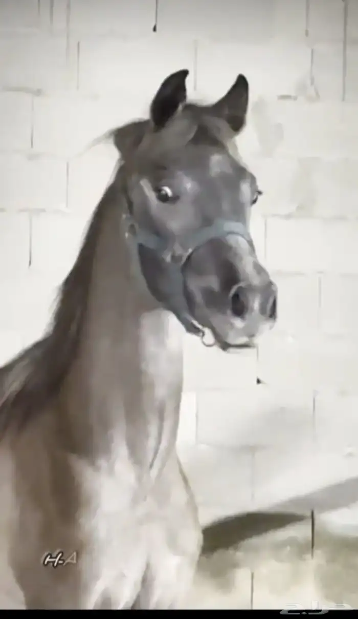 مهر مصري بيور واهو 1