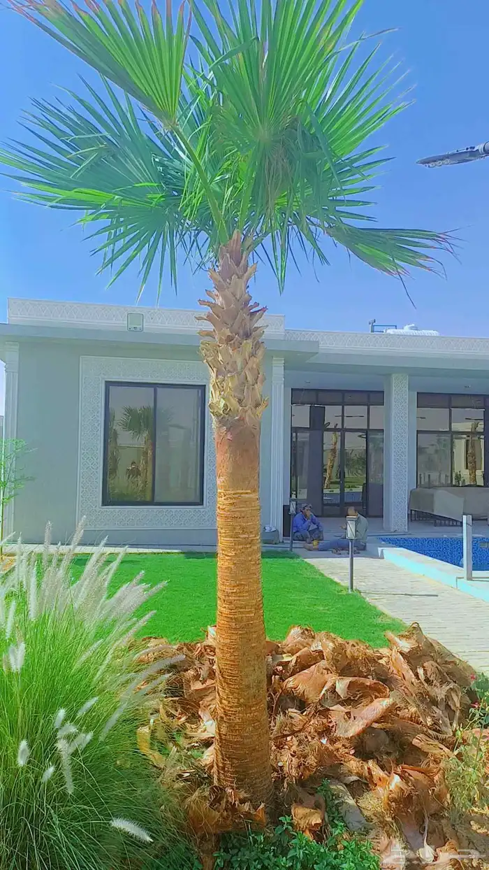 نخيل مثمر وزينه بجميع أنواعه ومقاساته المختلفه 0