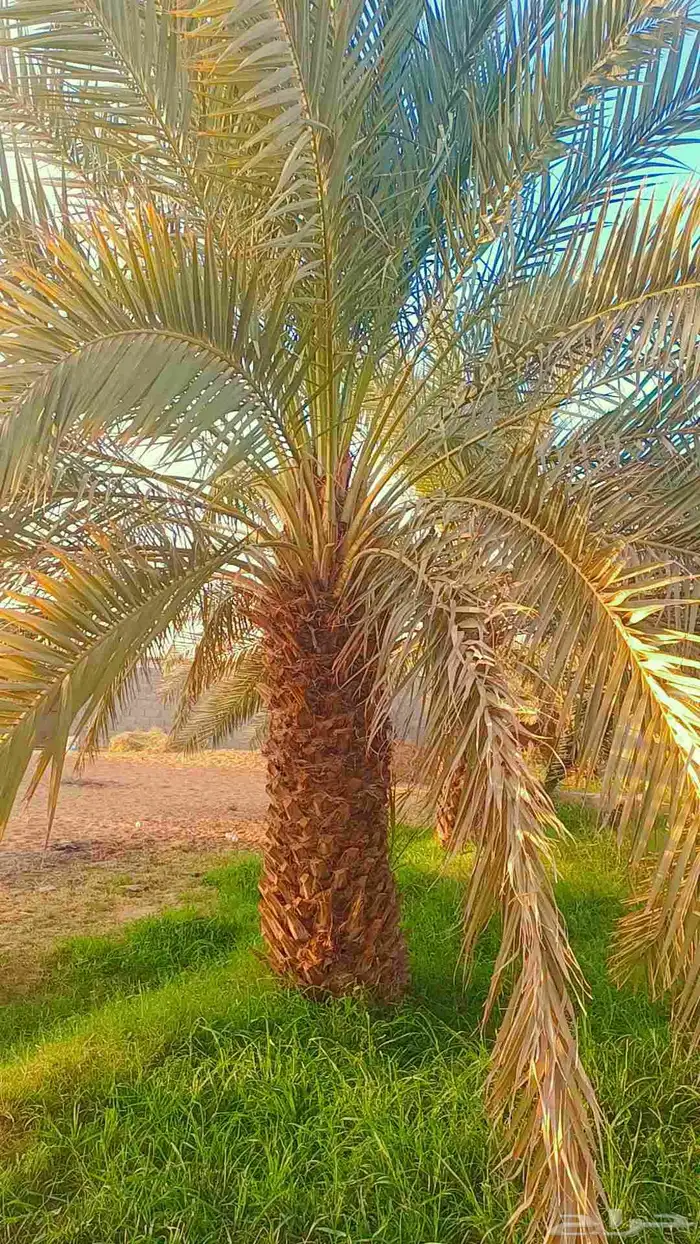 نخيل مثمر وزينه بجميع أنواعه ومقاساته المختلفه 6
