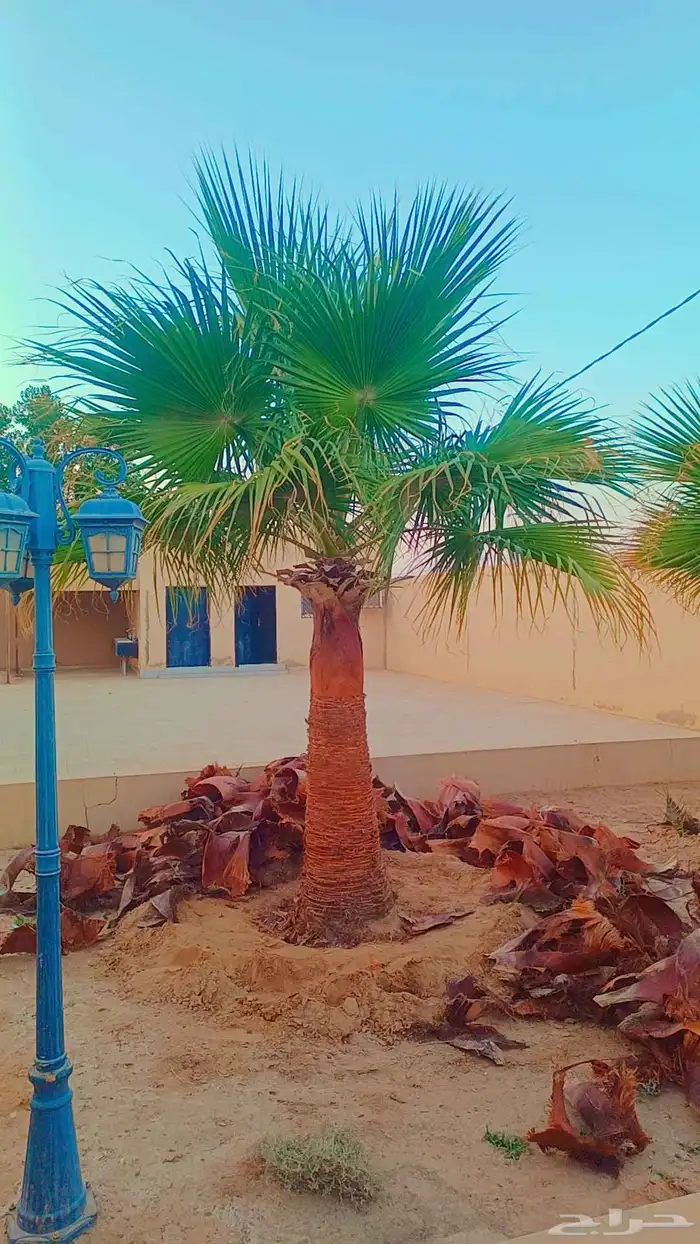 نخيل مثمر وزينه بجميع أنواعه ومقاساته المختلفه 8