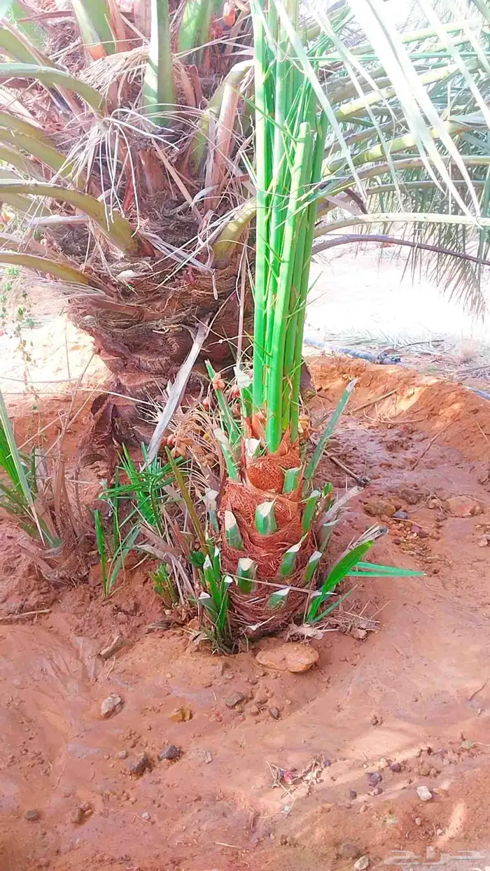 نخل القصيم نخل للبيع تصدير الى قطر الكويت الإمارات مصر 5