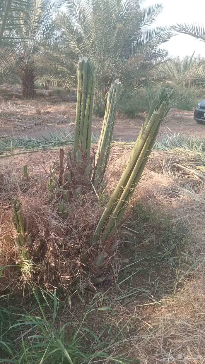يوجد نخل للبيع جميع النوع والمقاست التوصل ع 3