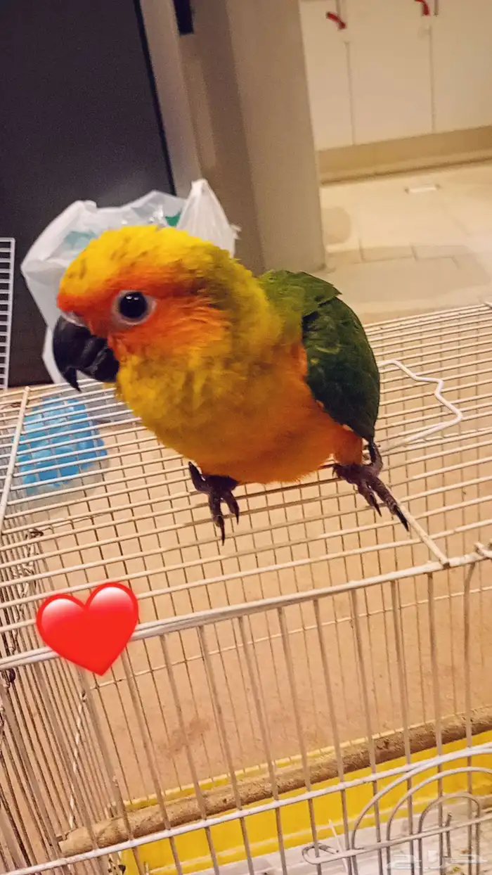 للبيع صن كنيور أليف جدا وهدد 3