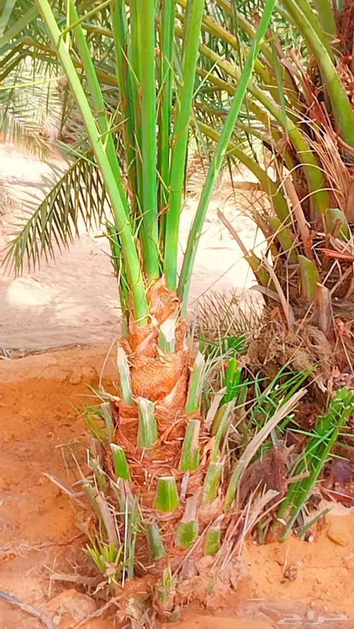 نخل القصيم نخل للبيع تصدير الى قطر الكويت الإمارات مصر 1