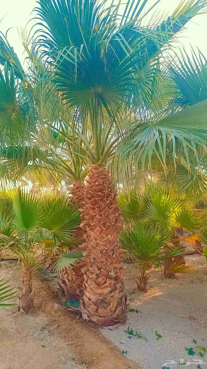 نخيل مثمر وزينه بجميع أنواعه ومقاساته المختلفه 4