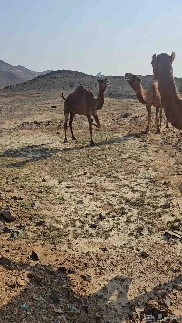 ناقتين لقح مشروطه من جميع العيوب 0