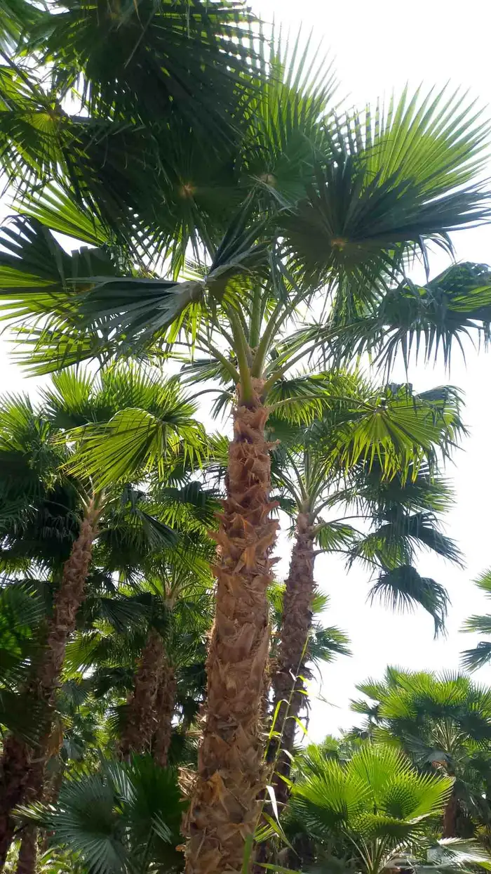 نخيل واشنطني زينه 8