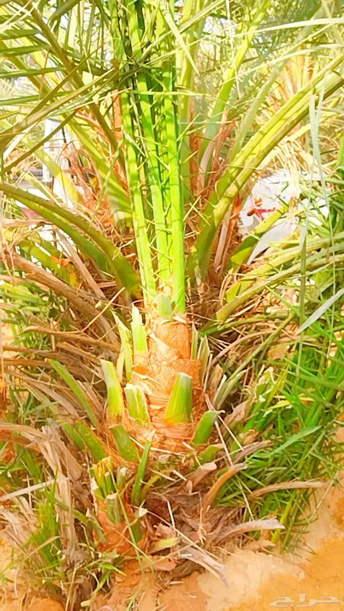 نخل القصيم نخل للبيع تصدير الى قطر الكويت الإمارات مصر 0