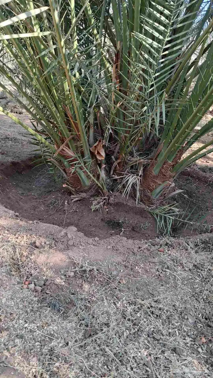 يوجد الدنيا نخل للبيع اخلاص الرياض 0