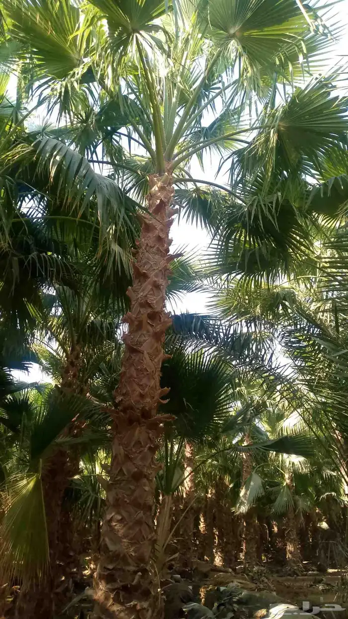 نخيل واشنطني زينه 6