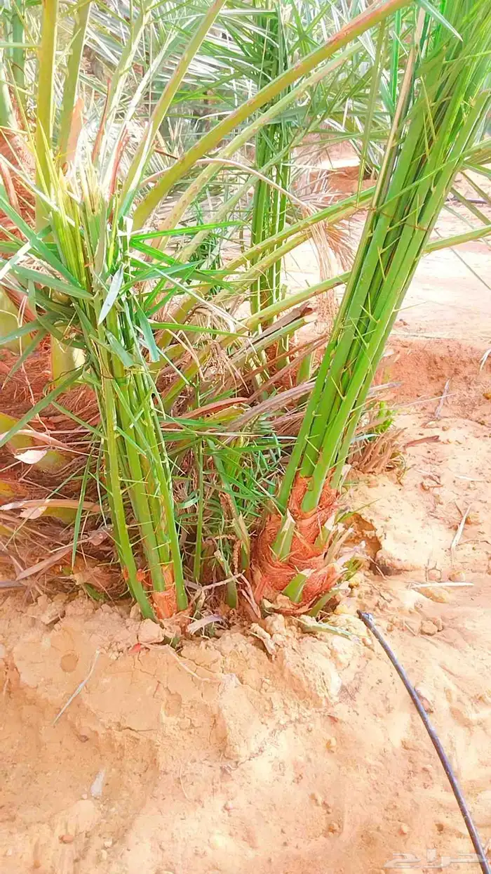 نخل القصيم نخل للبيع تصدير الى قطر الكويت الإمارات مصر 4