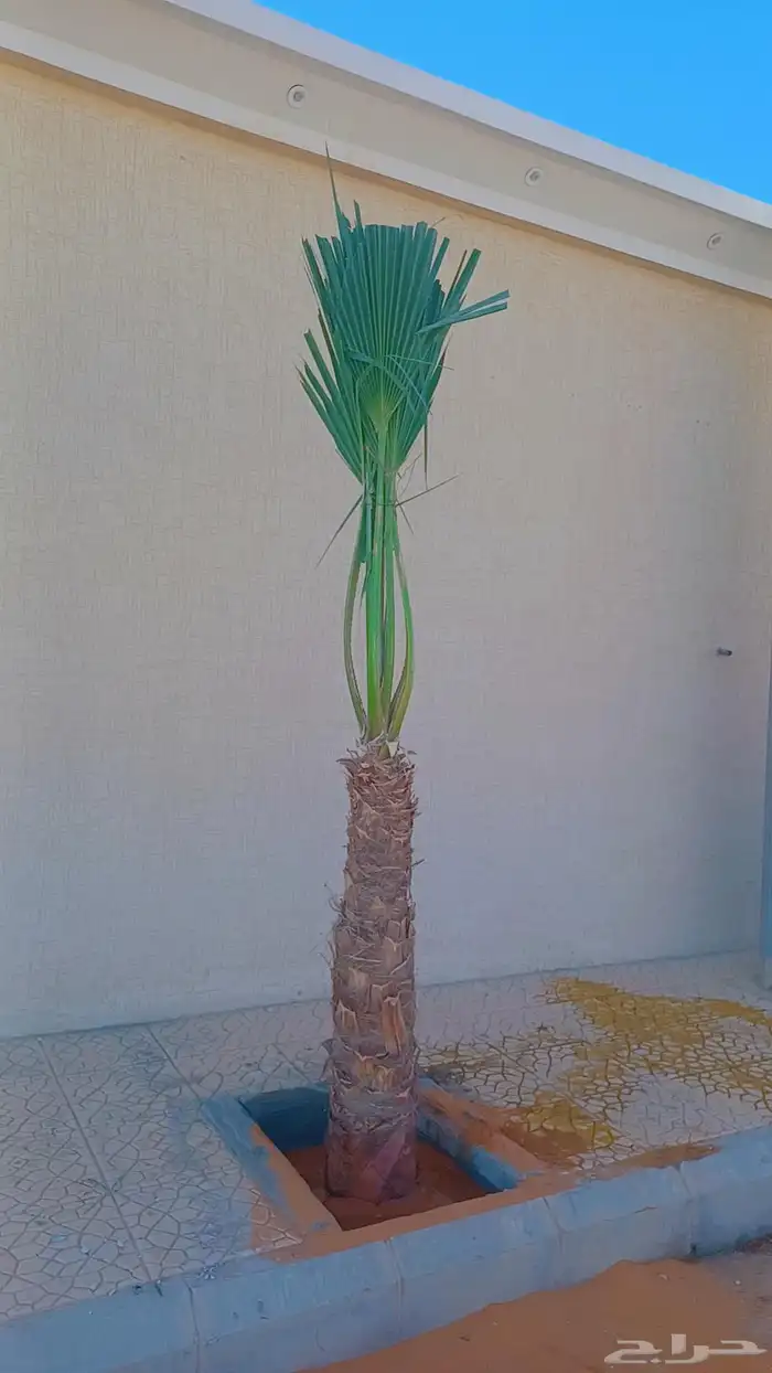 نخيل مثمر وزينه بجميع أنواعه ومقاساته المختلفه 3