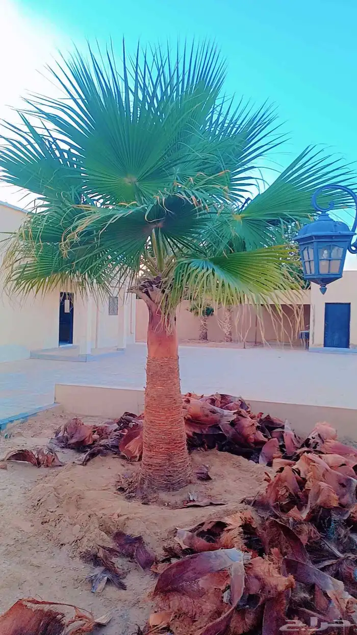 نخيل مثمر وزينه بجميع أنواعه ومقاساته المختلفه 7