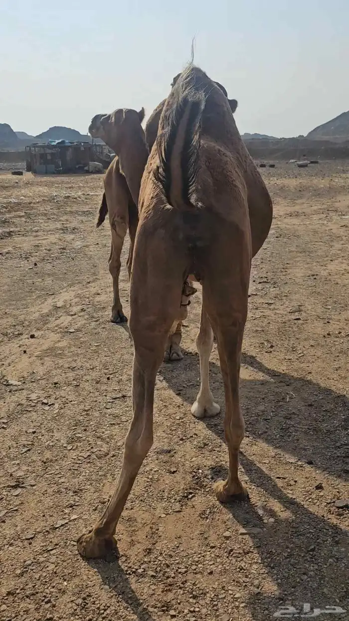 ناقتين لقح مشروطه من جميع العيوب 1