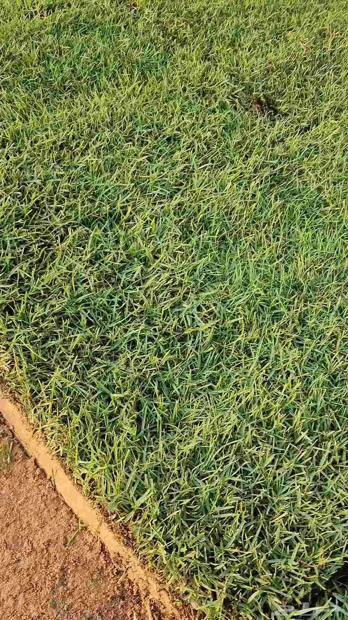 ثيل طبيعي سي ألفين 0