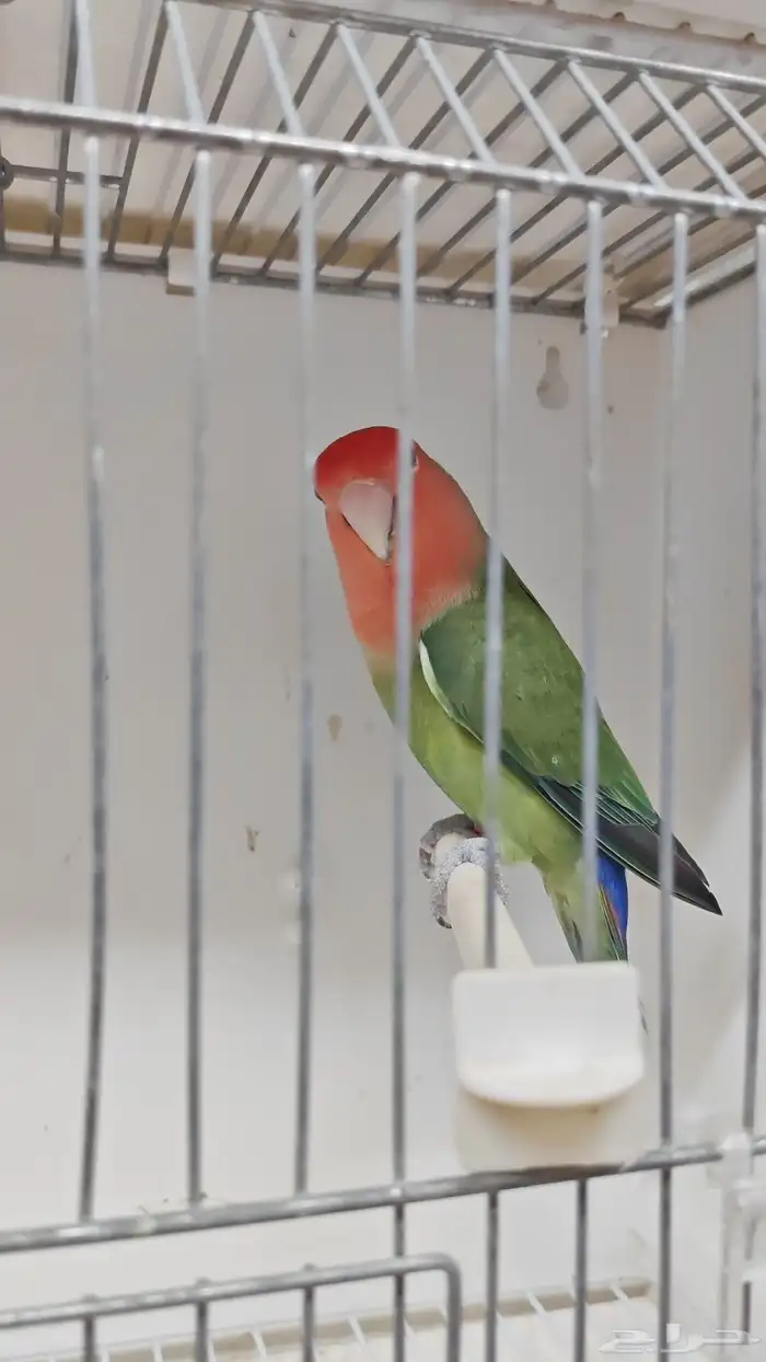 للبيع انثى روز قرين سبلت بلو منتجه 1