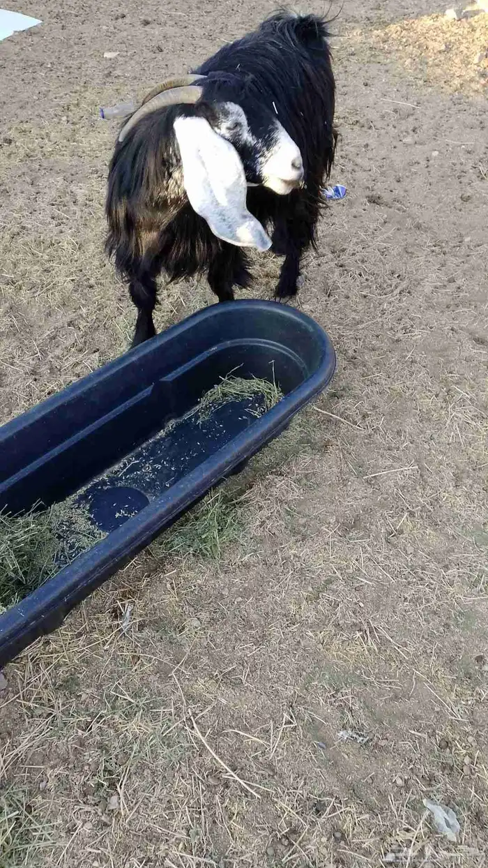 عنز عارضيه دافع 1