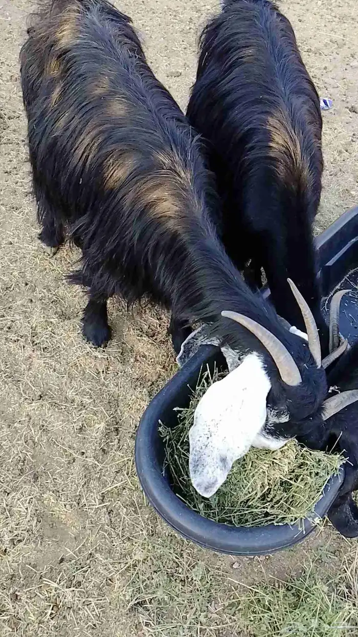 عنز عارضيه دافع 0