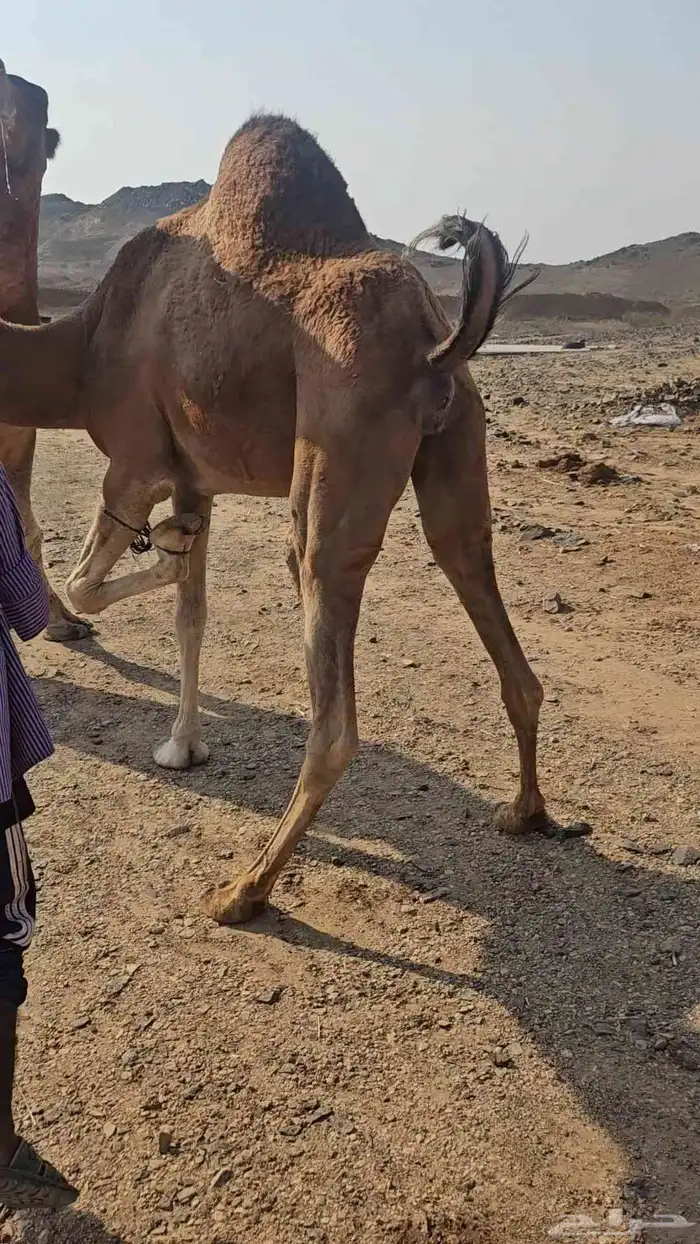 ناقتين لقح مشروطه من جميع العيوب 5