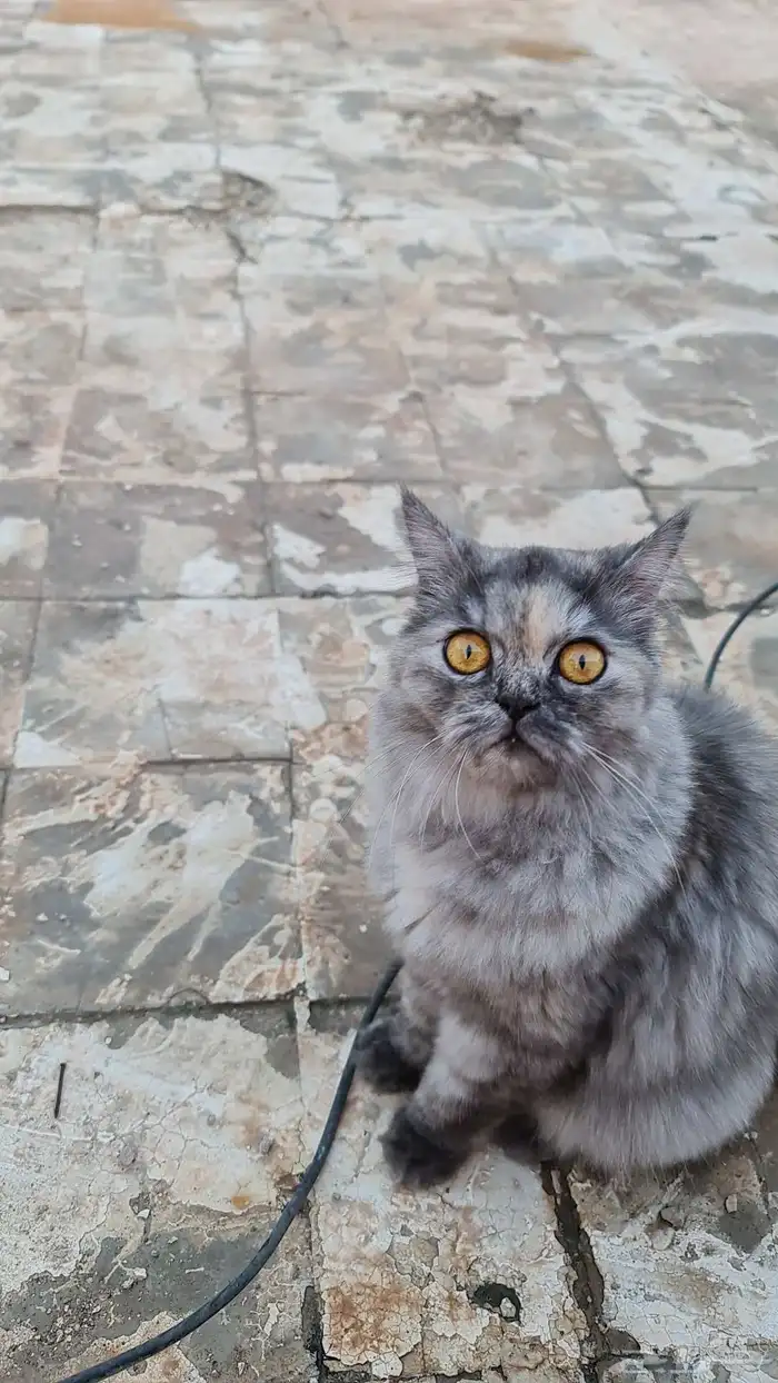 القطوة مفقوده من 3 ايام بحي الخالديه 0