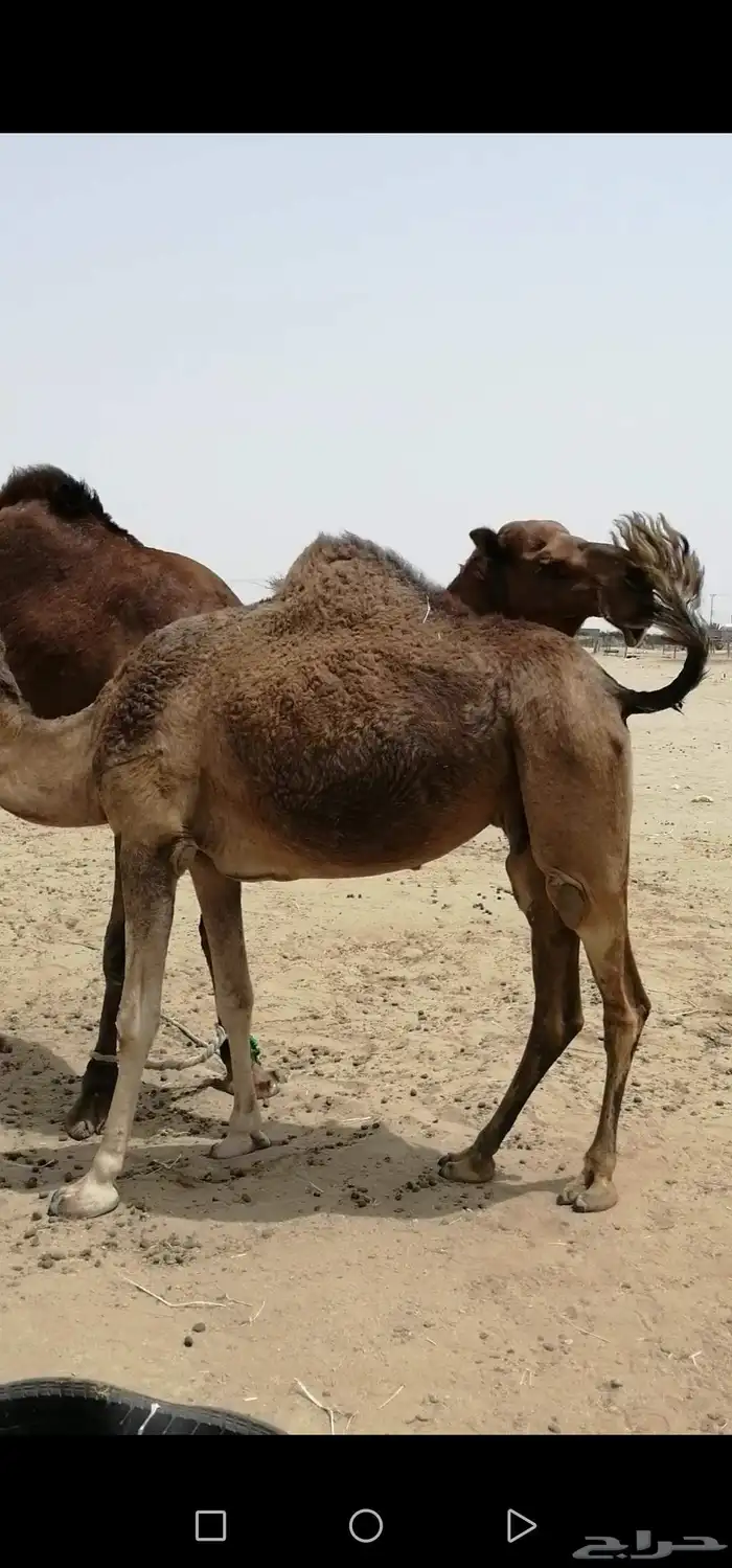 ناقة ساحليه لحقه لها شهر 0