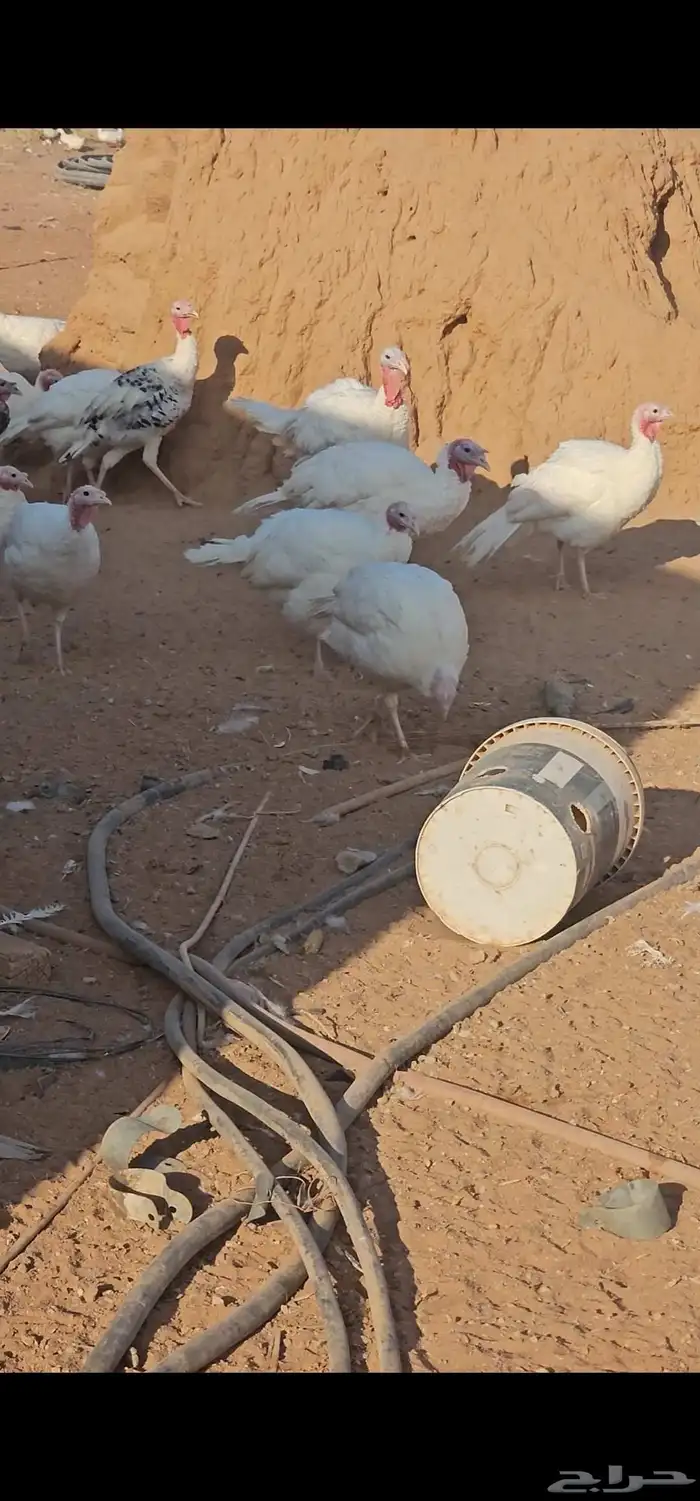 دجاج رومي بشاير 1