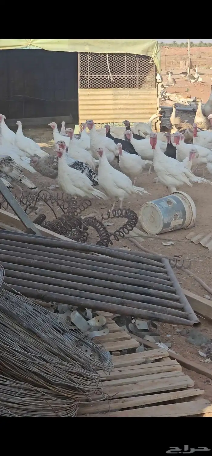 دجاج رومي بشاير 0