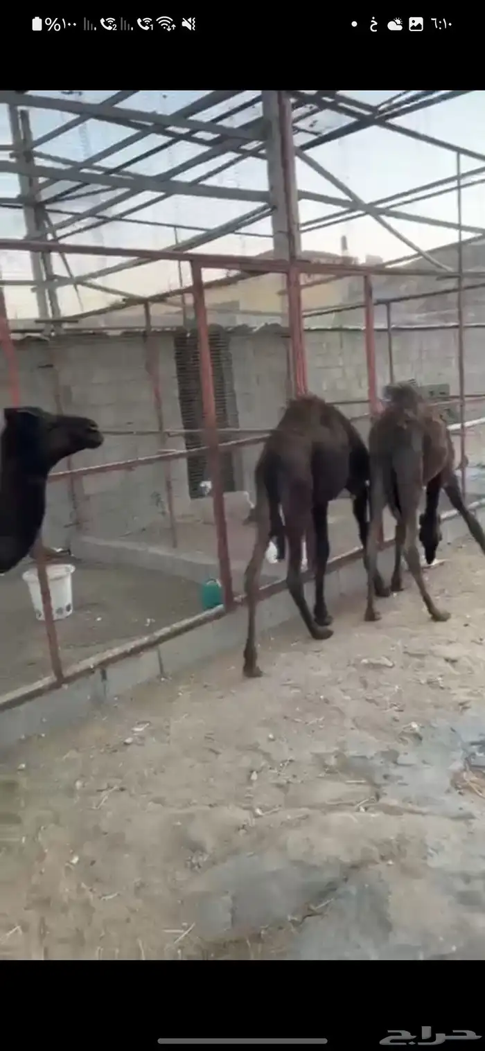 بكره وحشوان للبيع 4