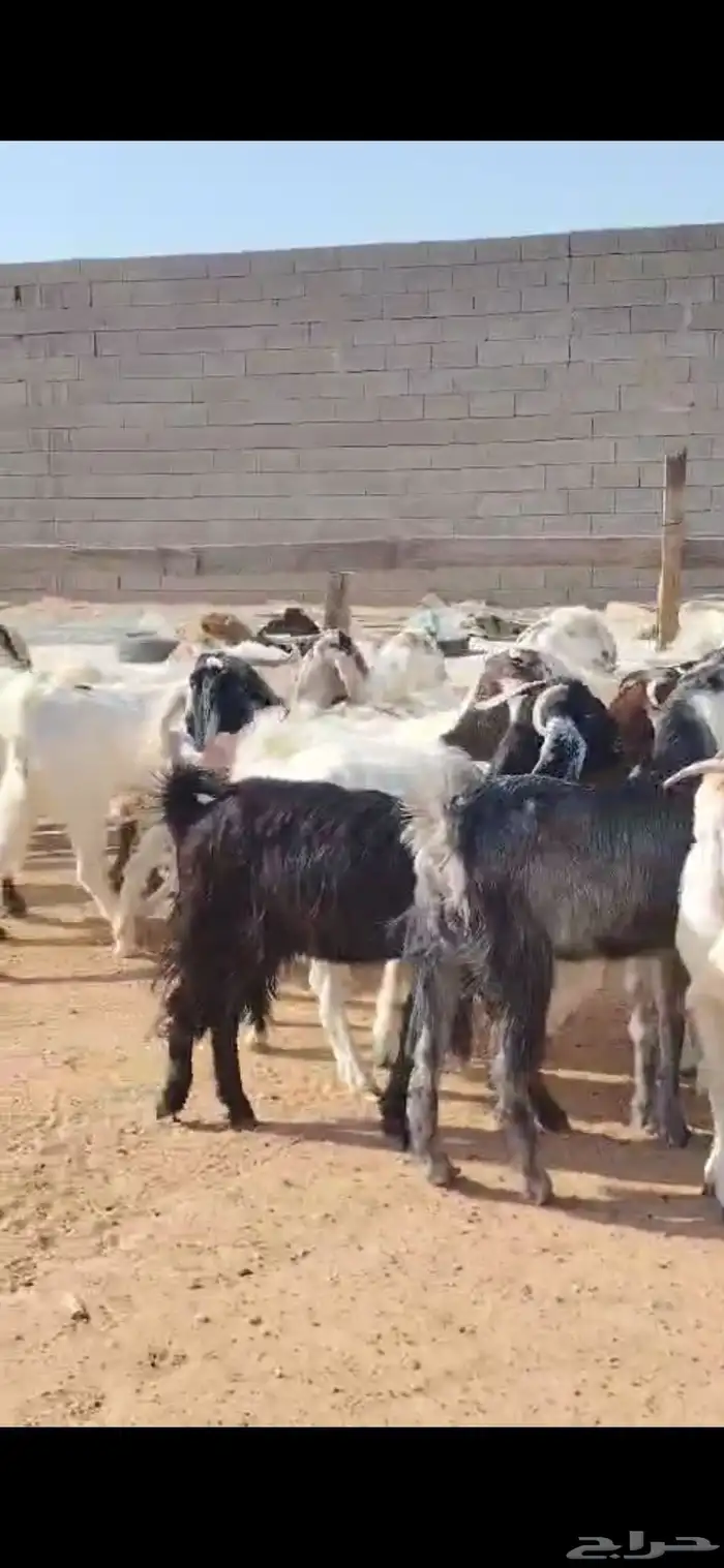 للبيع مغزا هولندي موليد 10 ومعز 23 جذعه وثنوات ورباع 4