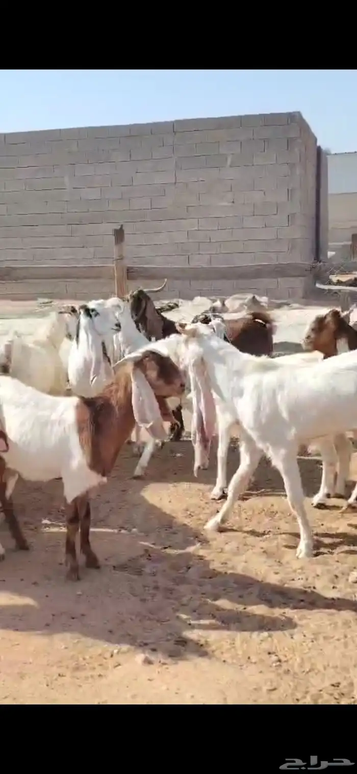 للبيع مغزا هولندي موليد 10 ومعز 23 جذعه وثنوات ورباع 3