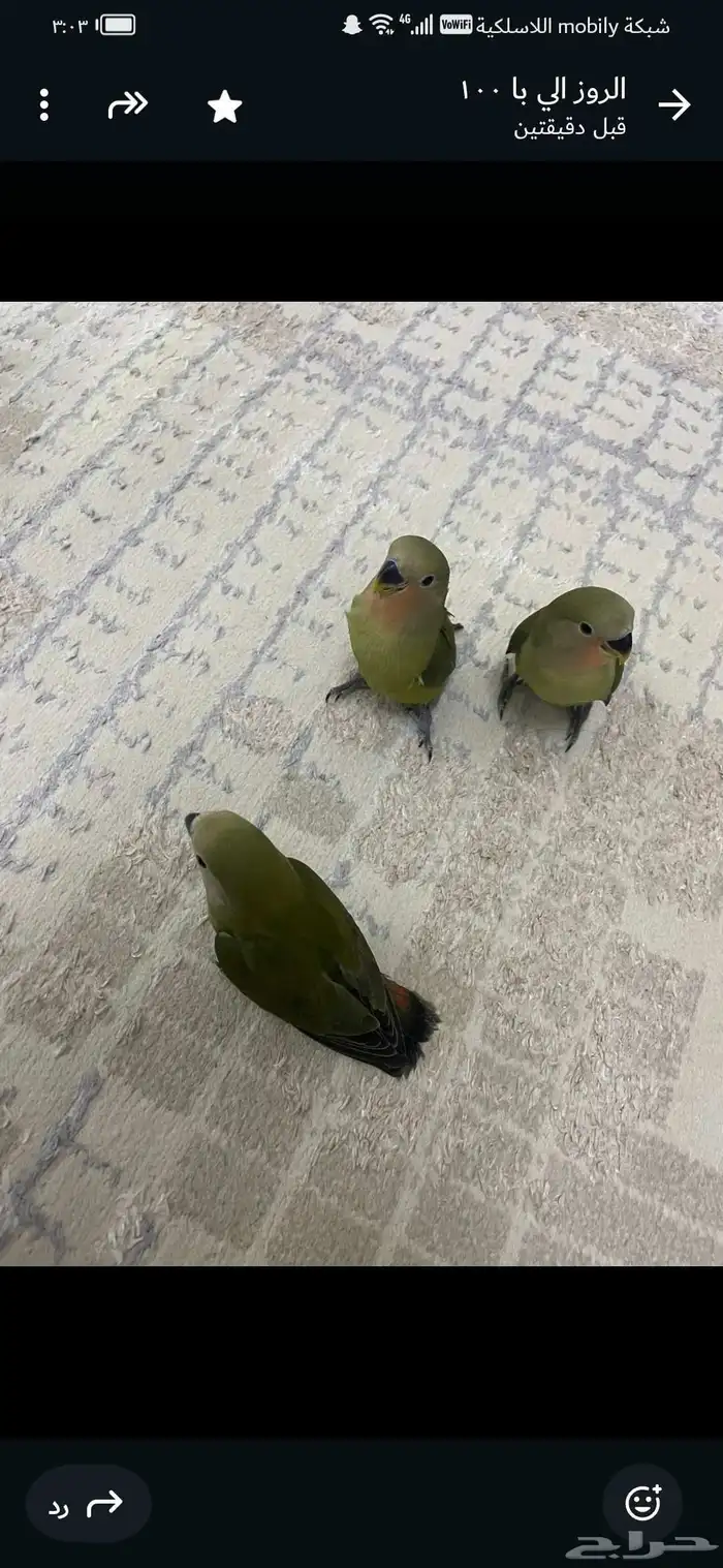 عصافير روز بسعر الجمله يوجد كميات 2