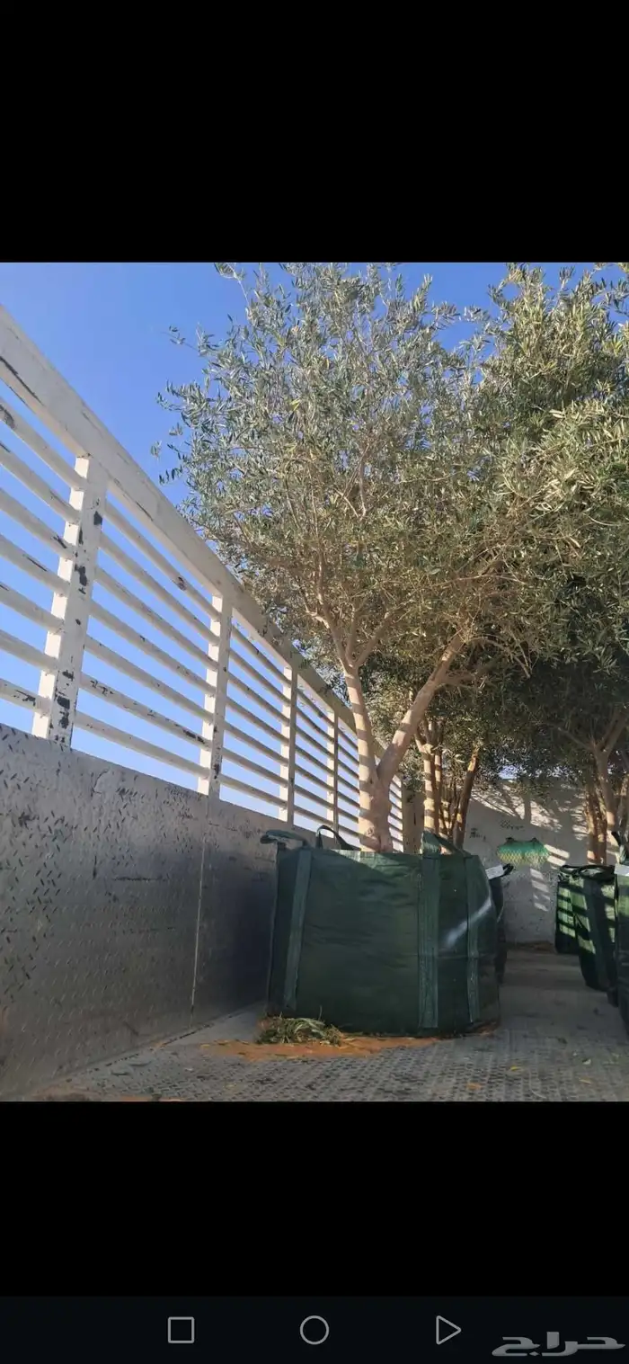 زيتون معمر مثمر ونخيل عربي واشنطني 0