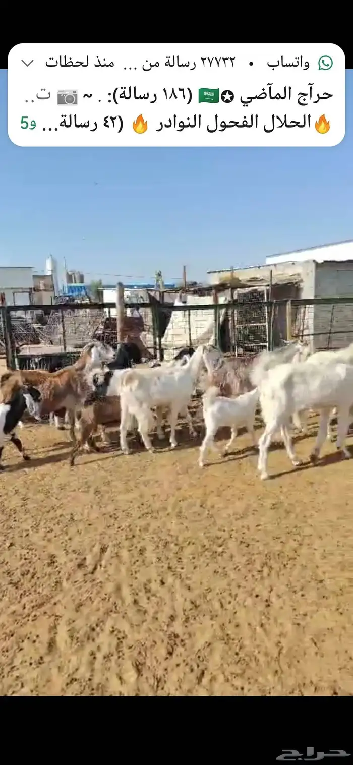 للبيع مغزا هولندي موليد 10 ومعز 23 جذعه وثنوات ورباع 8