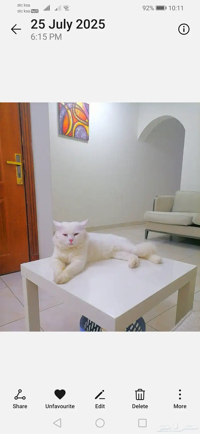 السلام عليكم.. قط شيرازي تربية منزل.. معقم ونظيف.. ودود جدا 1