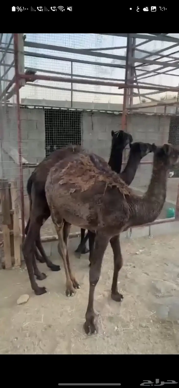 بكره وحشوان للبيع 2