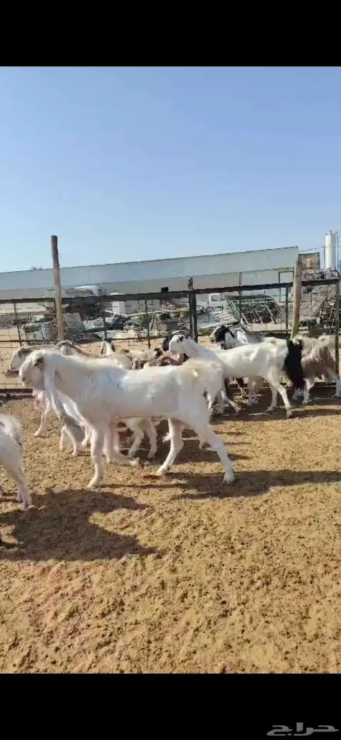 للبيع مغزا هولندي موليد 10 ومعز 23 جذعه وثنوات ورباع 6