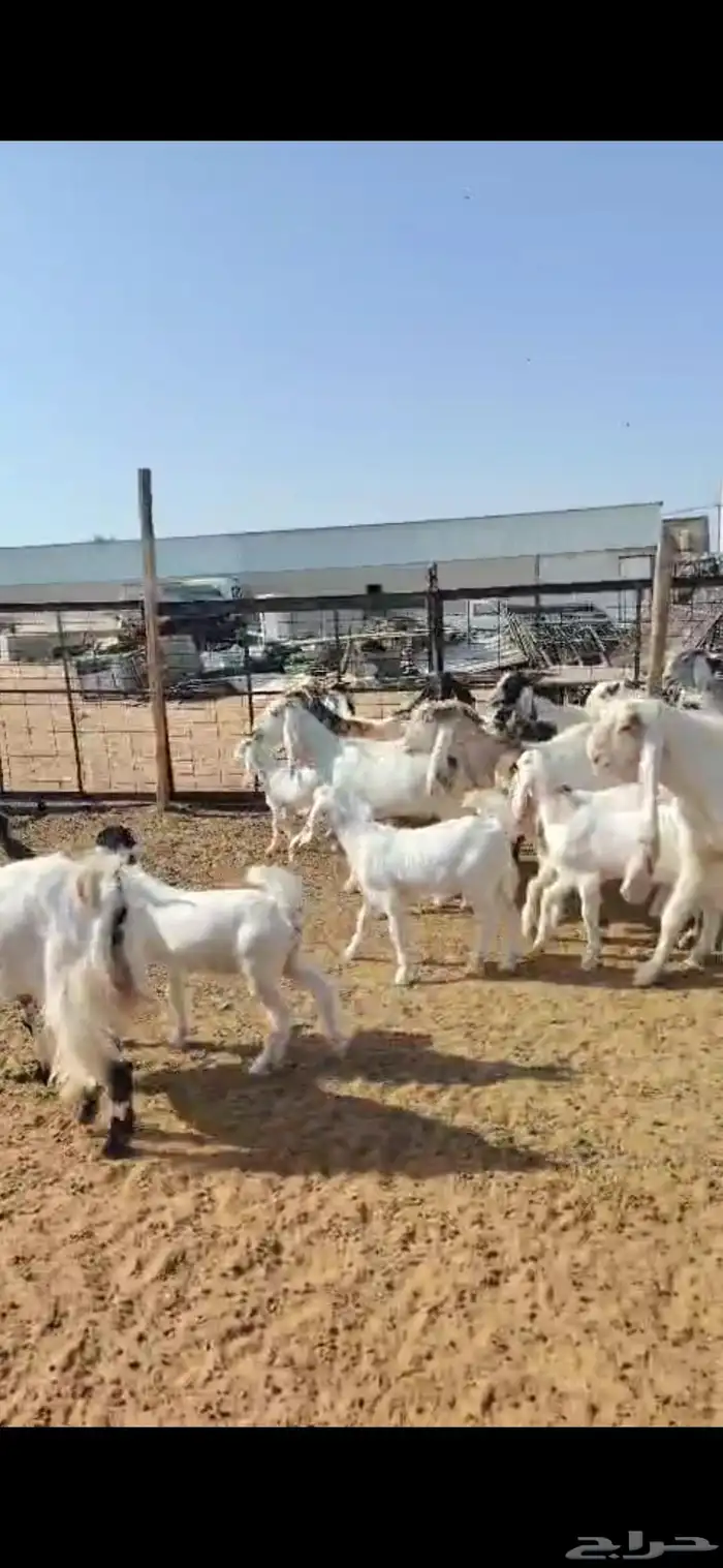 للبيع مغزا هولندي موليد 10 ومعز 23 جذعه وثنوات ورباع 7