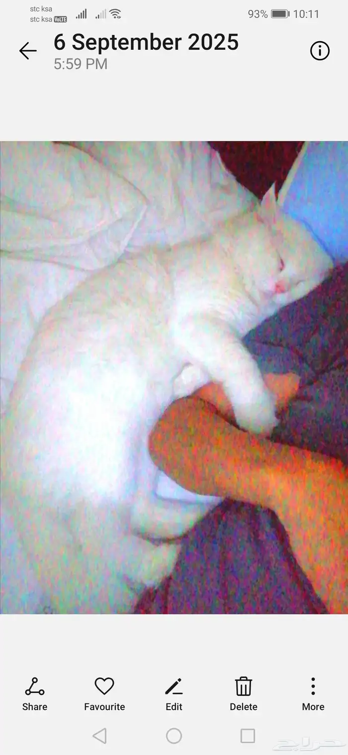 السلام عليكم.. قط شيرازي تربية منزل.. معقم ونظيف.. ودود جدا 5