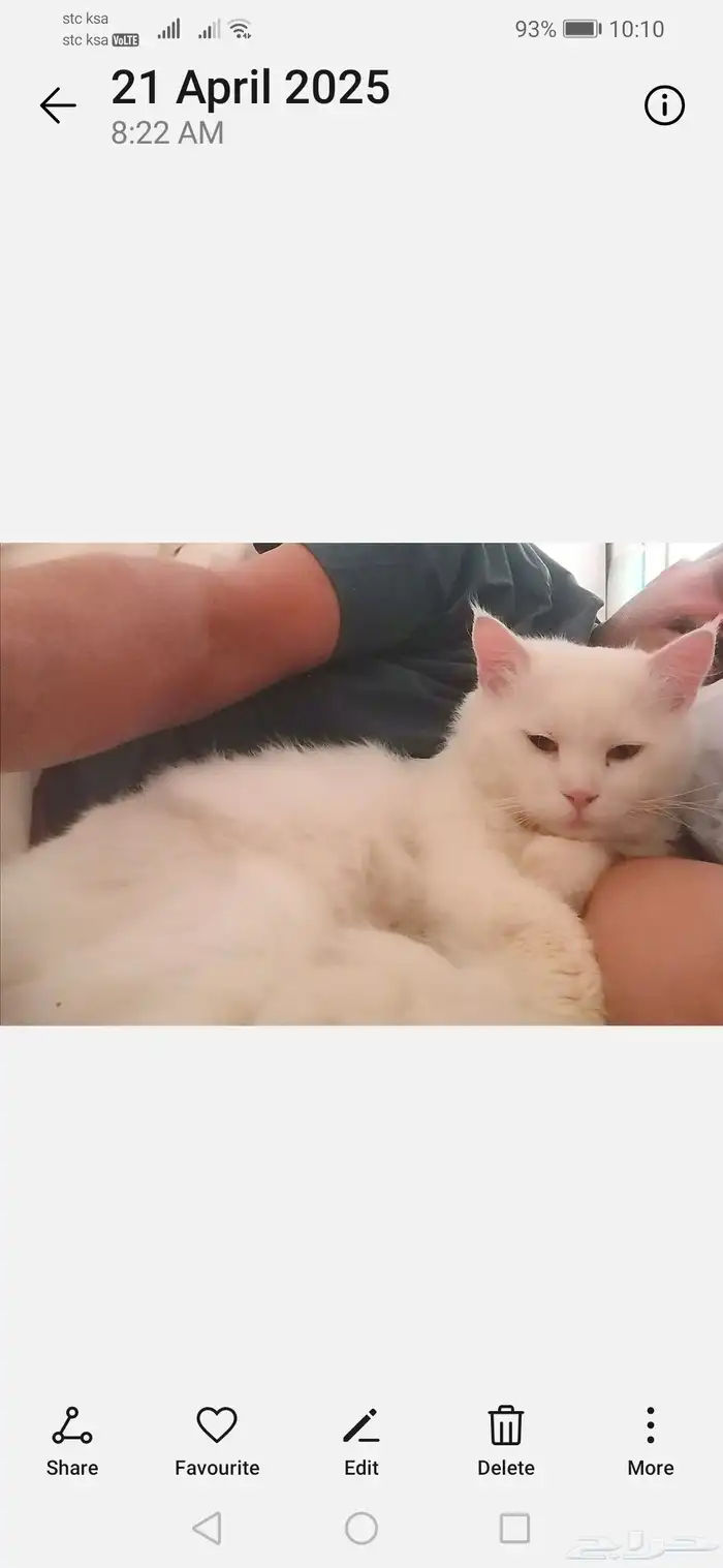 السلام عليكم.. قط شيرازي تربية منزل.. معقم ونظيف.. ودود جدا 4