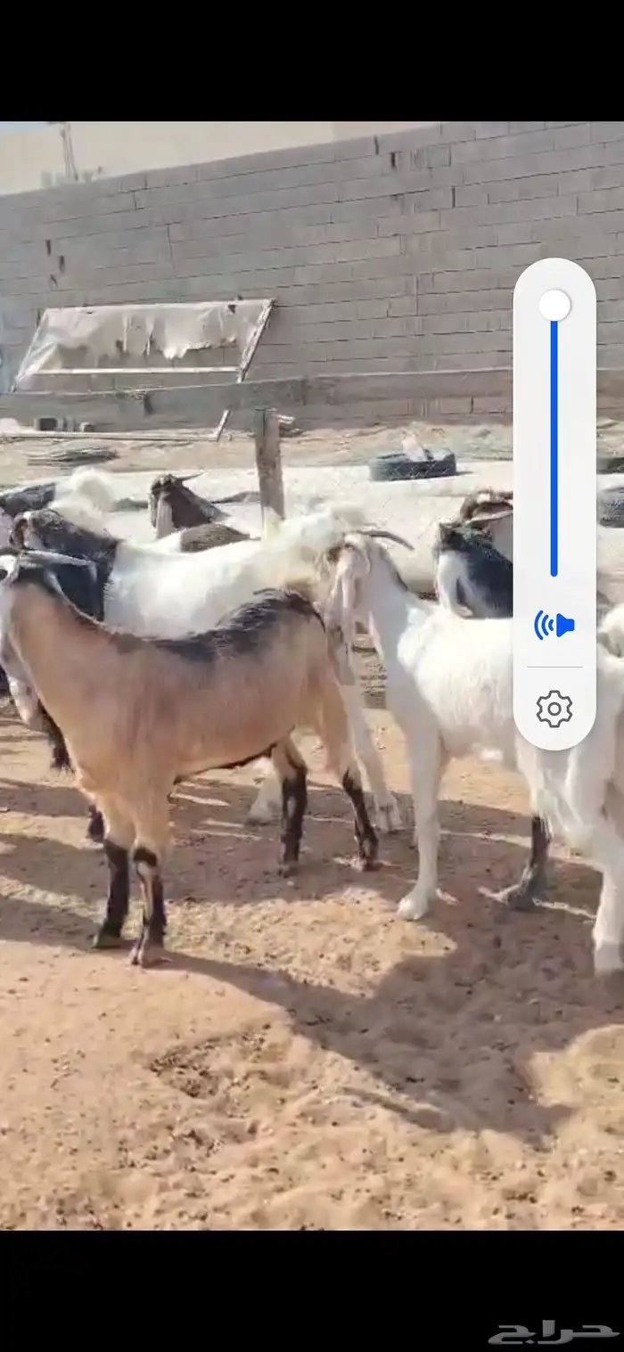 للبيع مغزا هولندي موليد 10 ومعز 23 جذعه وثنوات ورباع 0