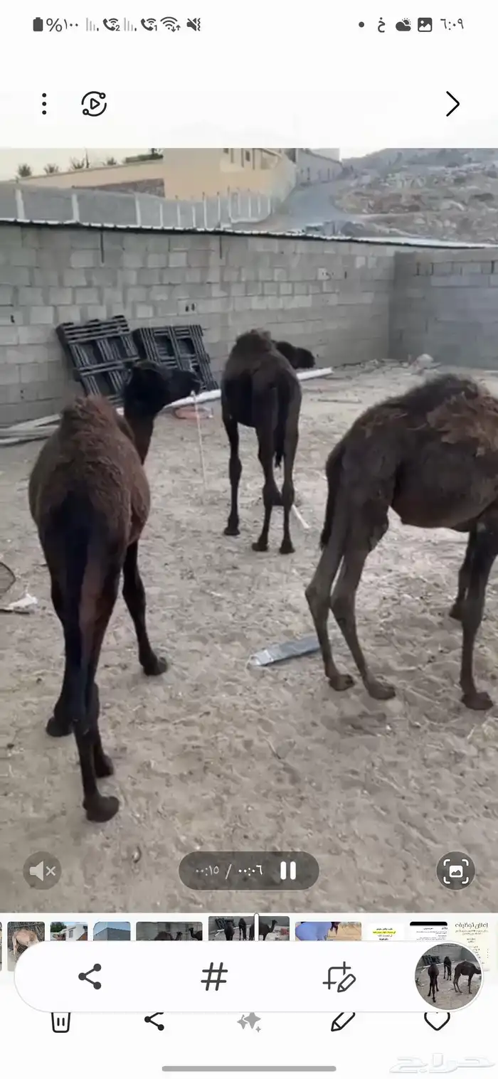 بكره وحشوان للبيع 5