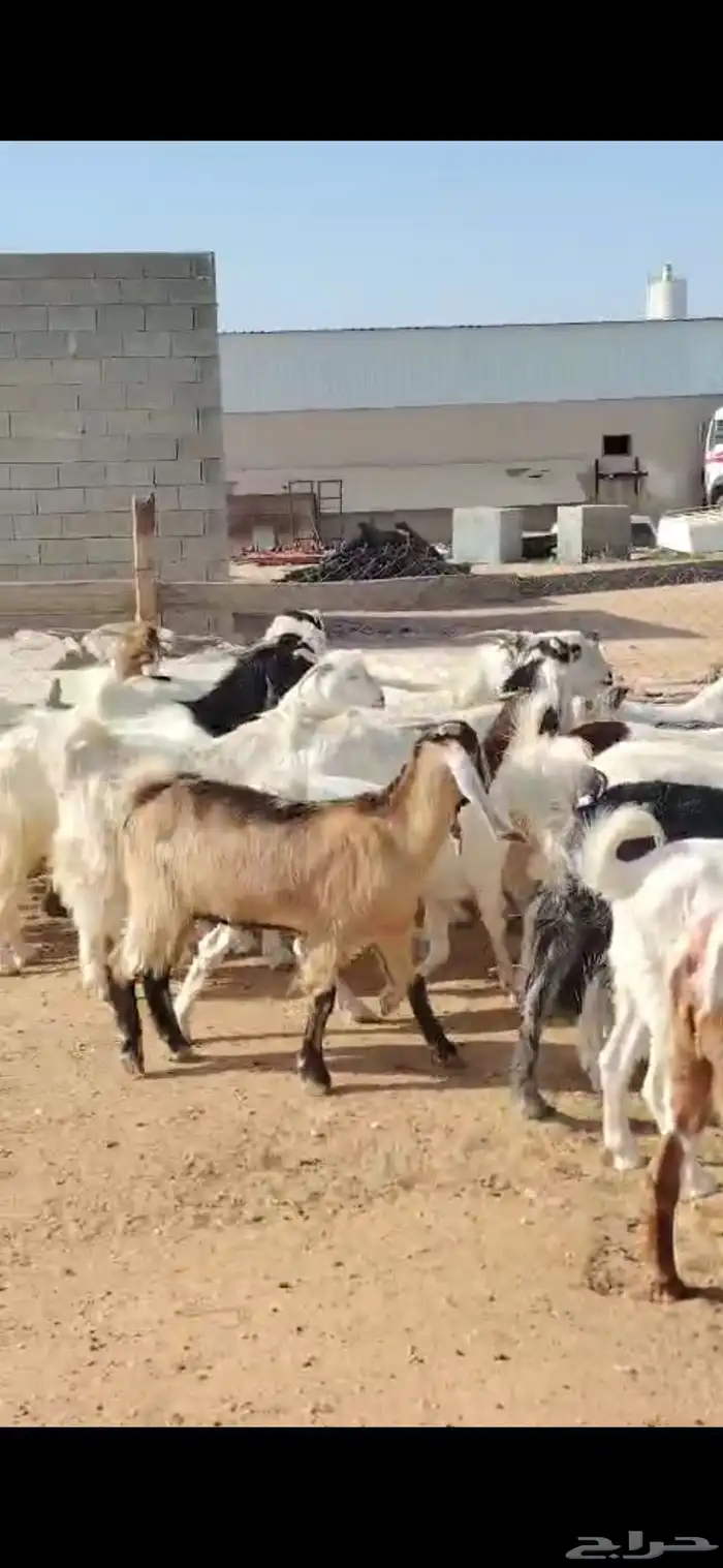 للبيع مغزا هولندي موليد 10 ومعز 23 جذعه وثنوات ورباع 2